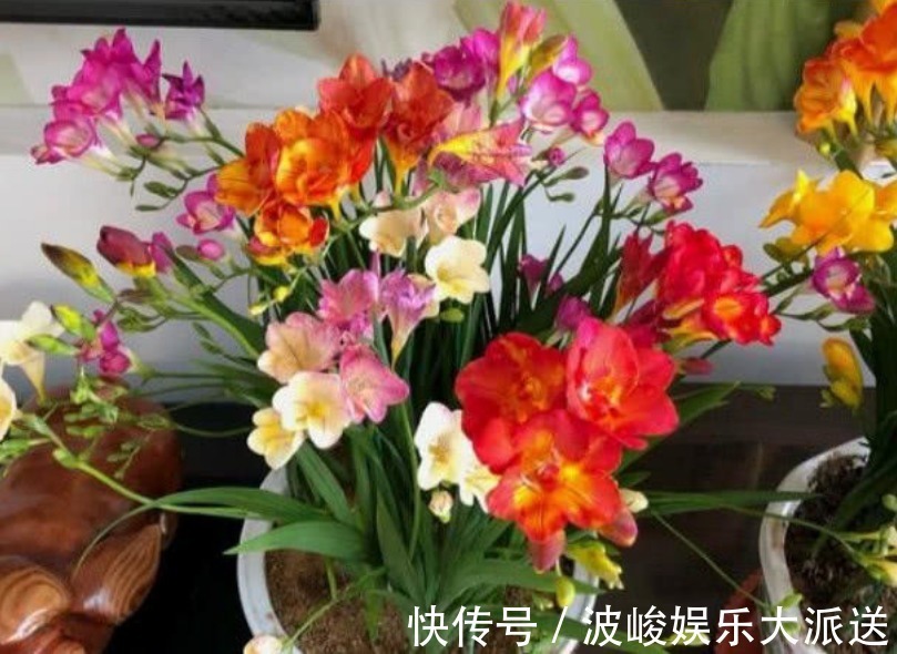 比“香水”还好闻的“5种花”，家里养1盆，满屋子清香四溢！