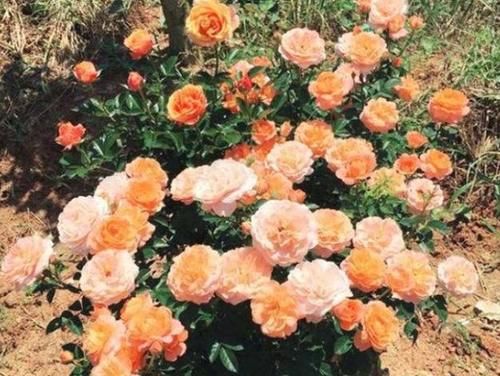 家庭地栽月季,立春前后这么打理,开花越来越多,个大色艳