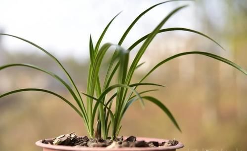 叶子|兰花叶子枯萎怎么办?教你5个妙招,新手兰友一定要知道