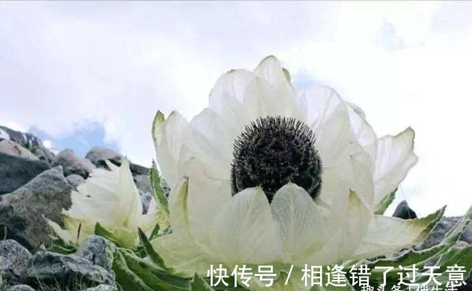 第一次养花,就养一盆“名贵之花”雪莲,花型奇特,富贵雍容