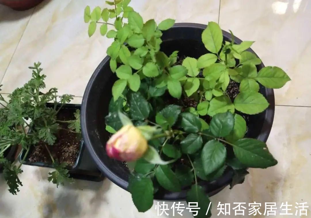 花苞|天热了,20种花最怕浇水,浇得越多,死得越快!