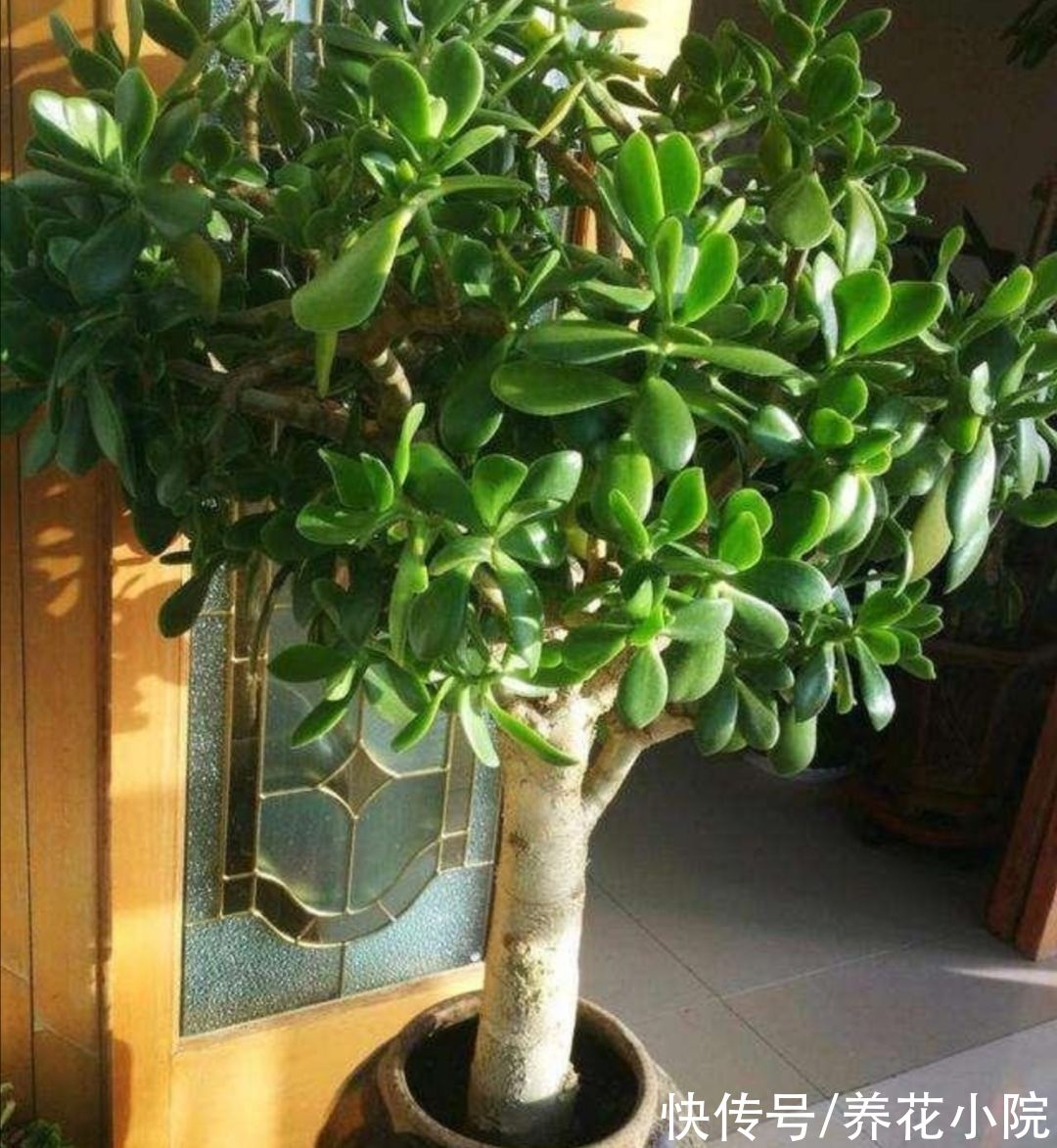 修剪|秋天养玉树,多做4件事,长得更快,成老桩盆景