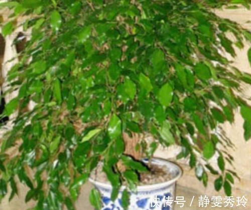 家里最适合养这几种植物,防辐射又能净化空气,有钱人都养了