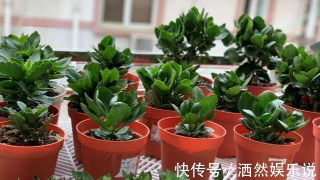 扦插|长寿花扦插太简单,剪下枝条做“1步”,棵棵能成活,秒变大户