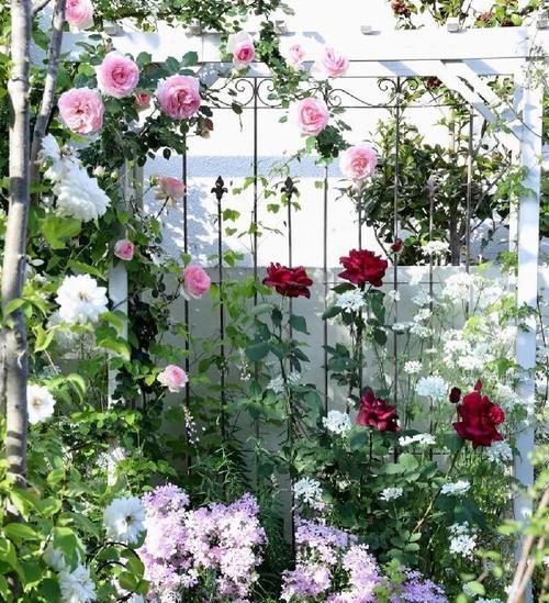 这份让春季花园“爆花”的清单你收藏一下吧！