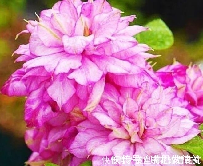 新手|4种花新手入手不会亏,沾土就能活,开花漂亮,绚丽多彩