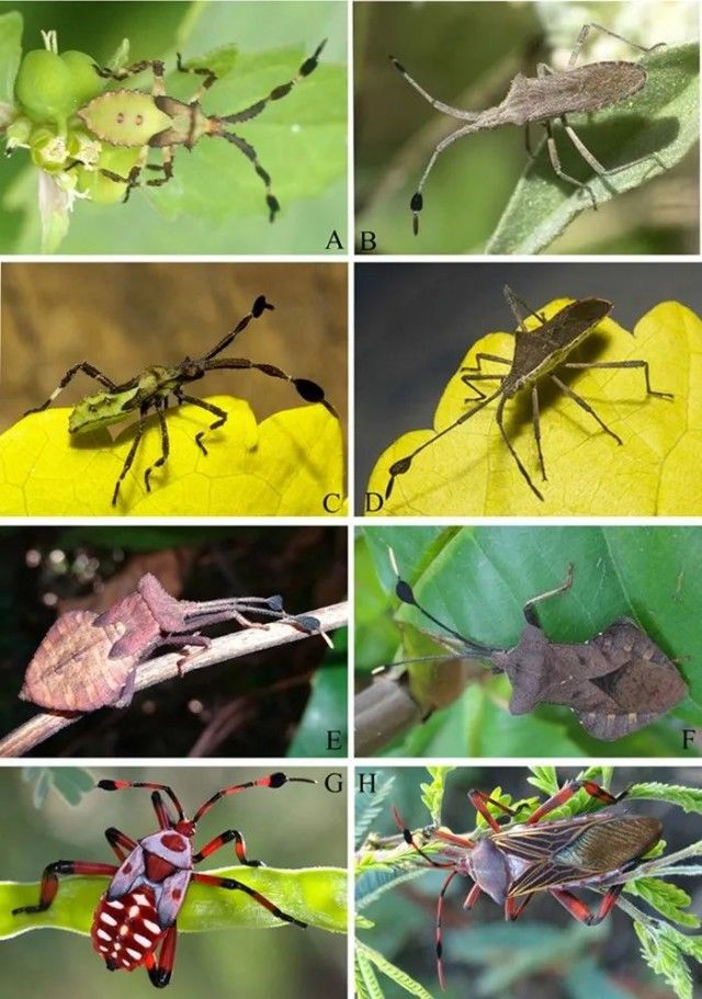 亿万年前的“大角怪”，首次亮相！