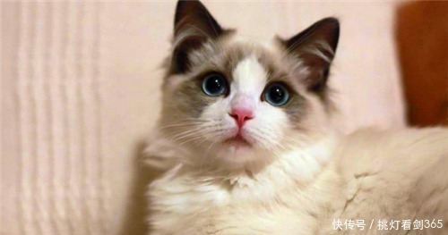 李时珍#为何中国人不吃猫肉原来李时珍早在《纲目》给出答案,古人试过