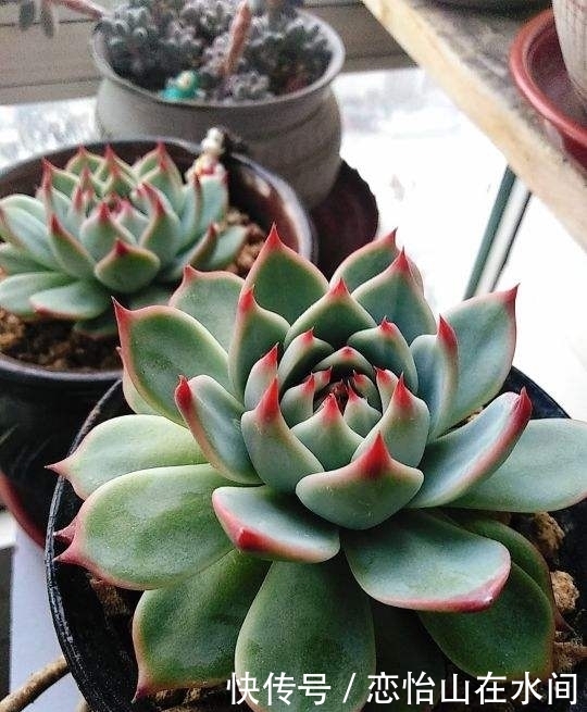 多肉不想“夏必死”,现在就要做准备,不然夏天只剩下空盆