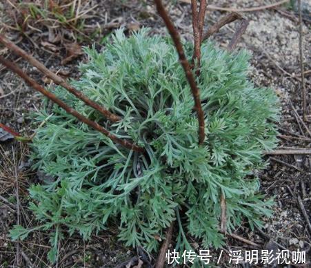 日本人|日本人眼中的“长寿菜”,我国产量多吃得人却很少,大家吃过吗