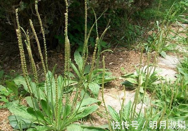 提高免疫力|车前草在农村到处都有,可惜它的这些养生妙用很多人不知道