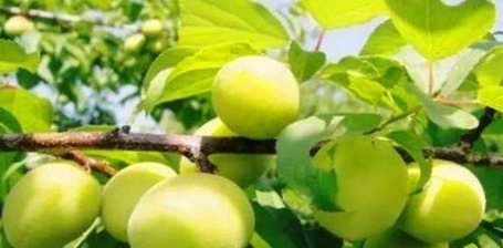 白刺果|会吃的人最健康,多吃的食物,排出毒素,美容养颜,改善肤质