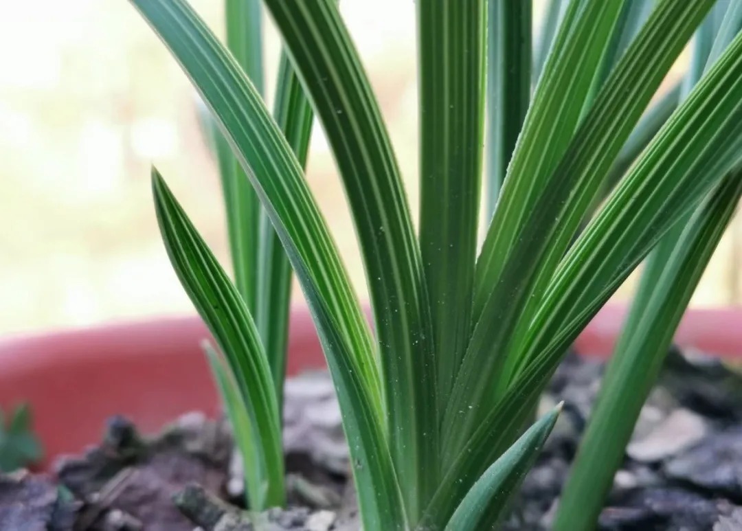 老苗|如何把春兰叶片养矮壮?磷酸二氢钾的另类用法,兰友们可以试试