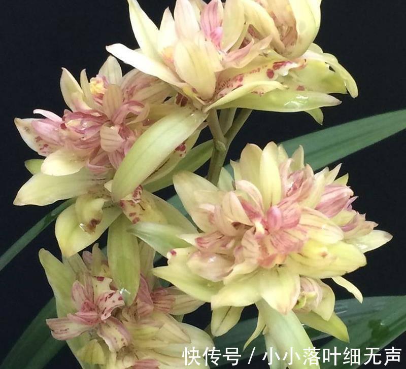 花友们|它被誉为“建兰三大奇花”之首,花型饱满,兰香四溢,适合新手养