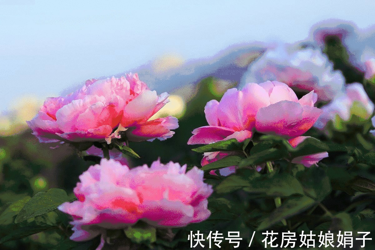 都知道牡丹是“花王”,却不一定知道谁是“花相”?值得了解一下