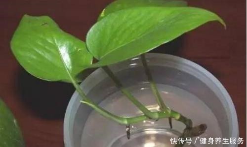 绿萝、文竹爱“吃”糖,定期来一勺,不黄叶长得旺,叶片绿油油!