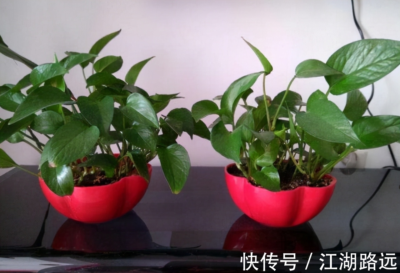 冬天爱喝烧酒的3种花卉,隔7天喂两滴,叶片肥厚,绿油油