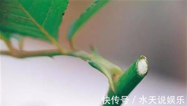 月季节|适合新手的月季修剪方法，6张图就明白原理，开花爆盆就这么简单