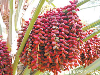 大肚子|立秋后，晚上当零食吃几颗，能补中益气，健脾胃，大肚子变平了