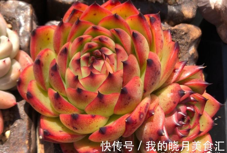 东云系多肉较易出状态,而这“6品种”尤其如此,冬天可轻松上色