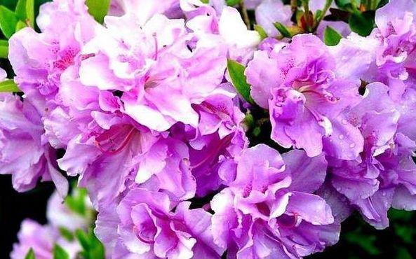  美艳|养花就养这几款，全年开花不停，花色鲜艳夺目，花朵美艳迷人