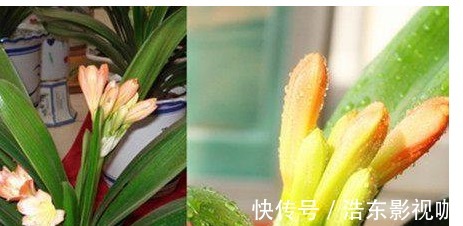 天竺葵|君子兰、长寿花、蟹爪兰总不开花，可能盆里缺点它，加一点就开花
