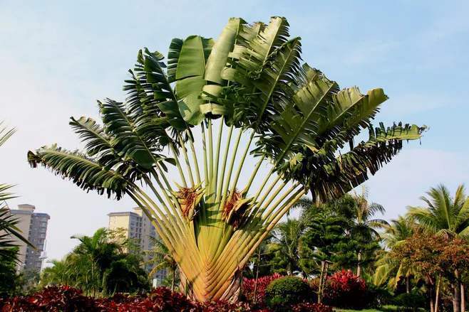 此花是沙漠中的希望,叶子翠绿郁郁葱葱,可以指导正确的方向!