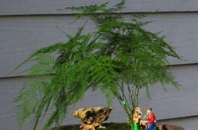 养文竹就用“它”,盆里埋几粒,不花钱效果好,“疯长”拦不住