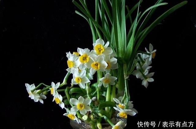 花中娇客|盆景价值排行榜,你养了吗?