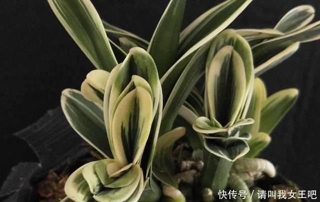 6种兰花,一开花香飘满屋,越养越值钱!6种兰花,一开花香飘满屋,越养越值钱!