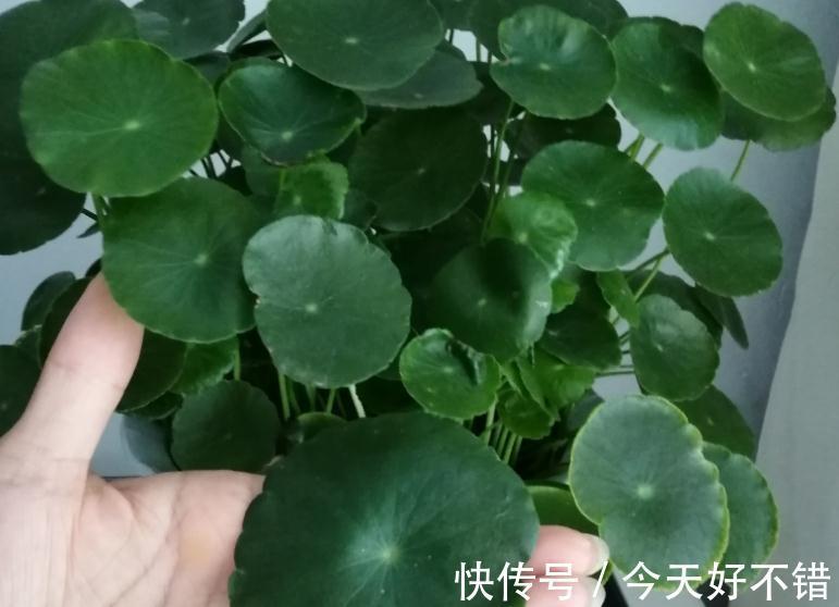 这5种植物寓意好,好看又好养,适合中国家庭入手