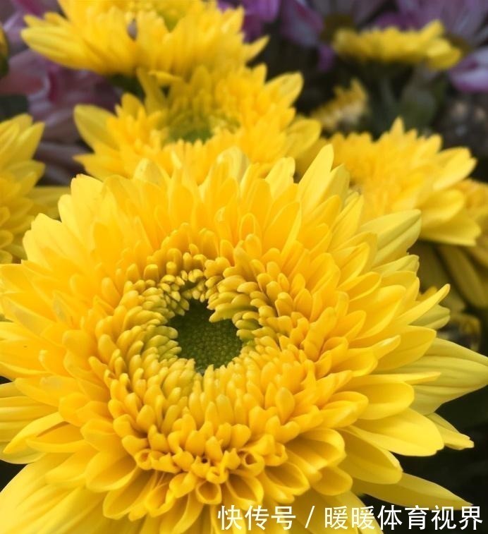 福星高照|谁老公是属这4个生肖,千万别嫌他穷,越老越有钱。