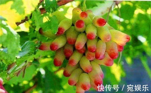 滋补|聪明的女人,多吃4种水果,排毒养颜、延缓衰老,滋补身体