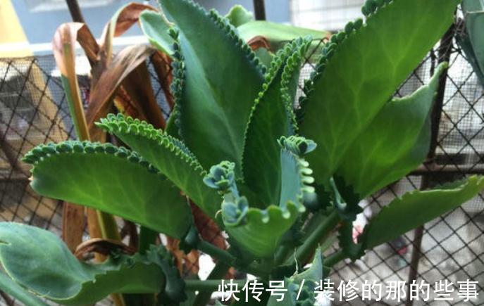 植株|这4种花草是出了名的“养不死”,人人均可入手,不用怕收空盆