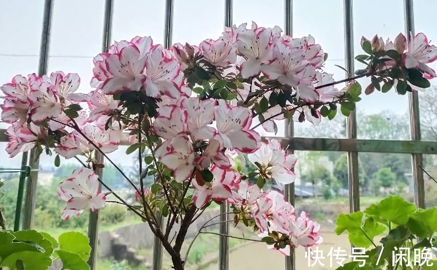 五种便宜花,越老越值钱,六年就成桩,身价翻番,可当“传家宝”