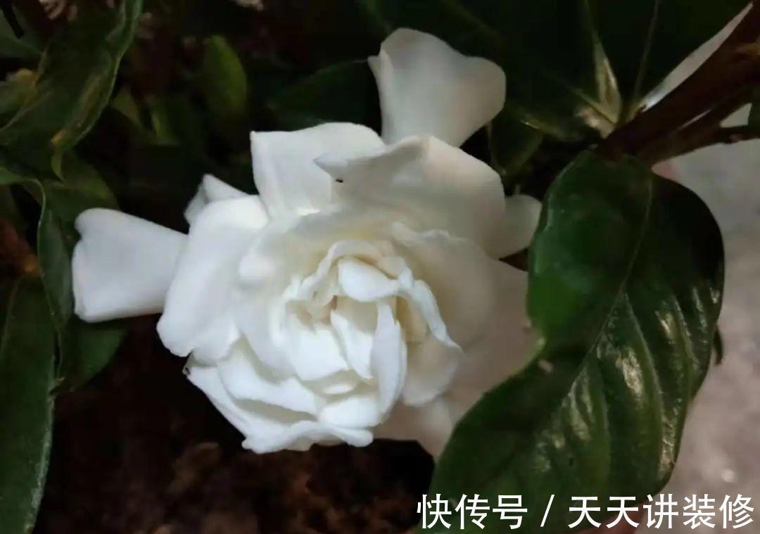 粉蝶|4种花别乱养,天天招虫子,越养越生气