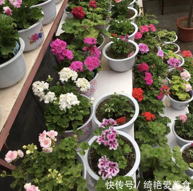 蚊子害怕这“5种花”,夏天养1盆,蚊虫躲的远,安心睡觉