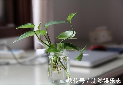 花花|夏天那些水培的花，可以往土里栽了，秋天坐等长爆盆！