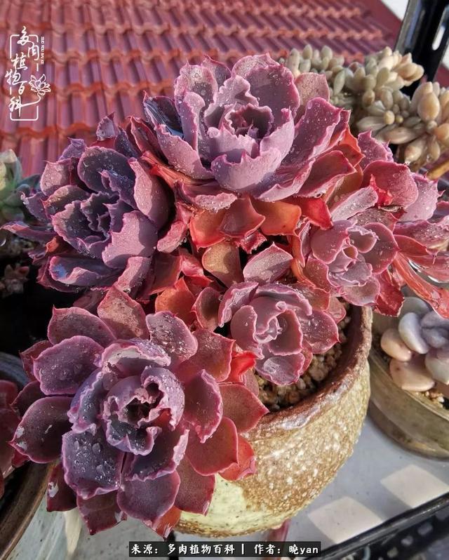 养多肉近四年,一路的走来,阳光总在风雨后!
