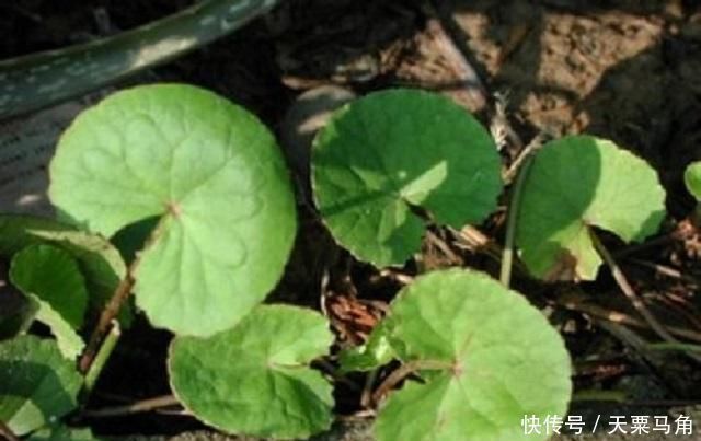 采摘|农村这种野草有剧毒,老农民却称它为“解毒王”,见到别随意采摘