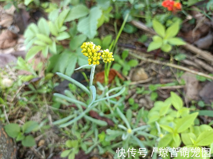 路旁发现这种小黄花,赶紧采摘带回家,晒干泡茶清香扑鼻作用大