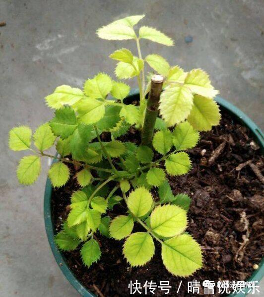 花草叶子发黄,10种原因最常见,第二种最常见!