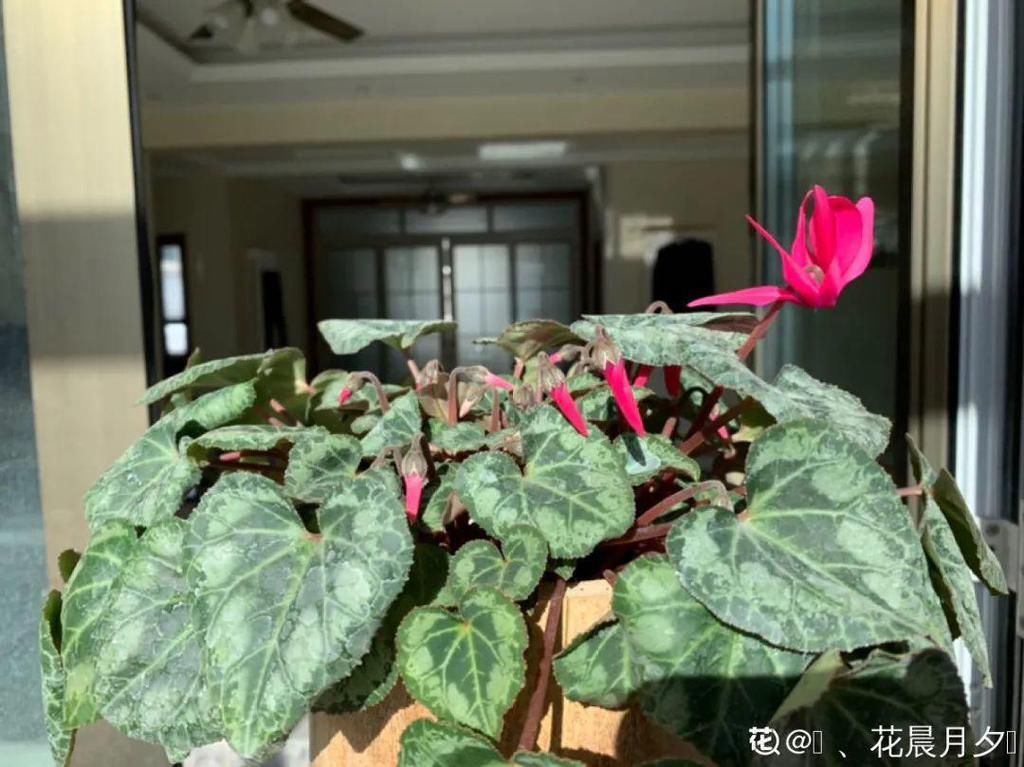 茶花冒花苞，用手一碰就掉了，到底为啥？