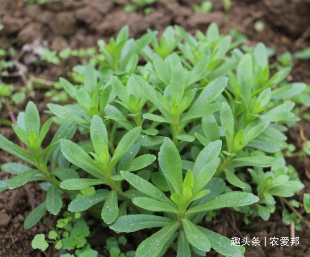 金不换|这种植物“传说中”的金不换，现在的年轻人，大部分都不认识它