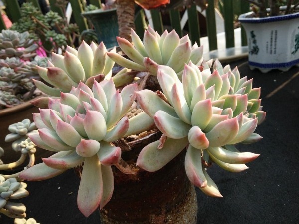 多肉|多肉植物叶片变薄怎么办教你3个小妙招,叶片肥厚,晶莹剔透