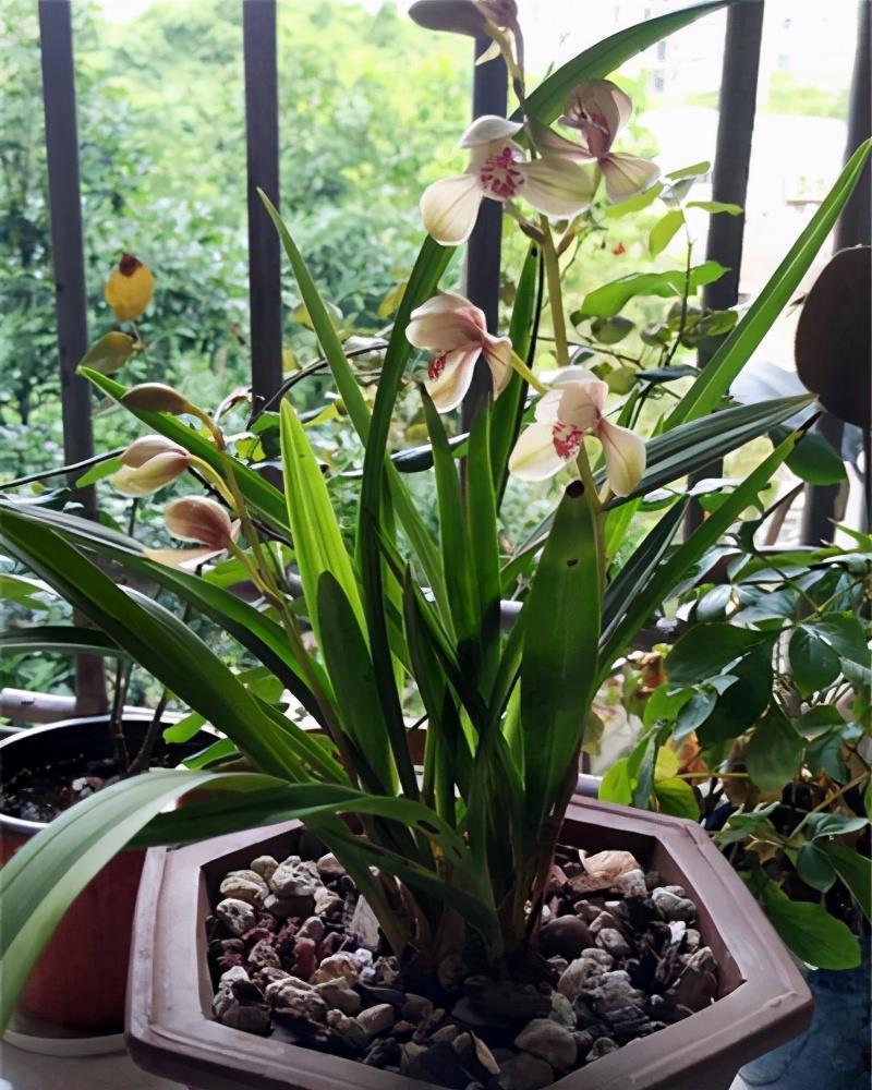 养出|兰花畏寒怕冬天?那是你不会养,从这几方面下手养出健壮兰花