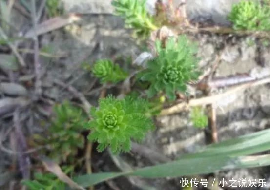 农村|农村的“降压草”，遇到不要错过，采摘回家食用价值高，很珍贵