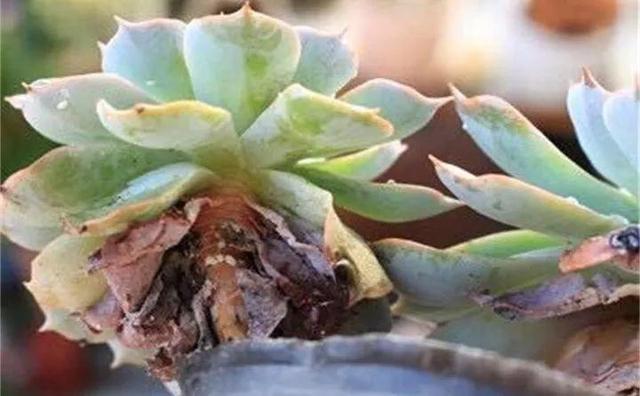 多肉越养越小,干瘪干枯看这里就知道了,这么做还“有救”