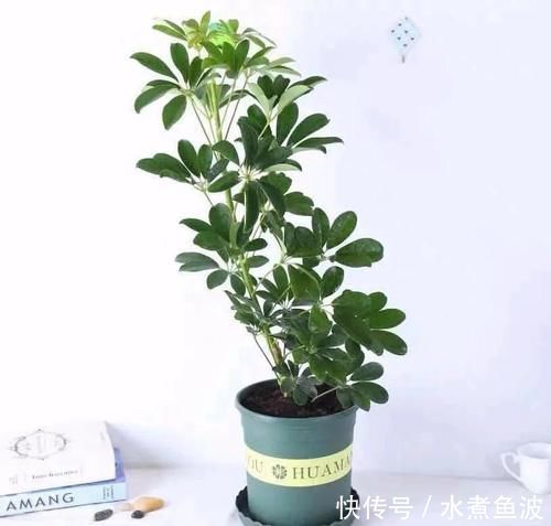 三种“吸毒花”,个个都是吉祥花,家里养一盆,呵护全家健康