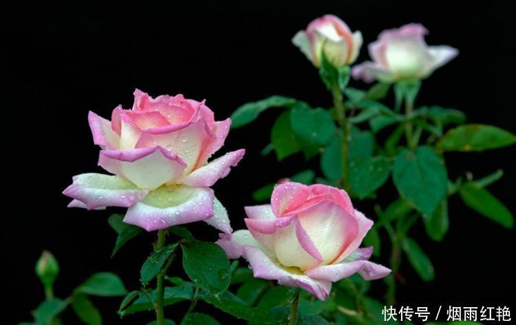 4款花卉养在家里，便宜又好养，简单易成活，颜值超高的